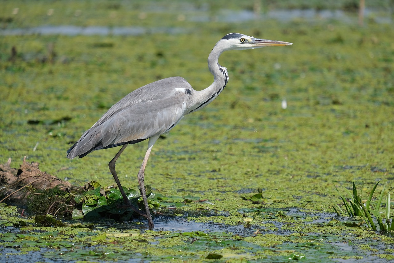 a large bird standing on top of a lush green field, a portrait, hurufiyya, heron, standing on the water ground, high res, full body length shot