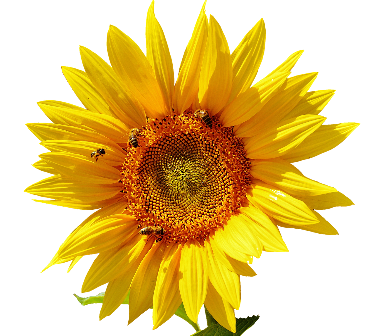 a close up of a sunflower with bees on it, by Linda Sutton, on black background, istockphoto, 1 6 x 1 6, rich bright sunny colors