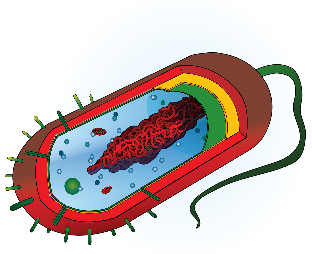 a close up of a cell on a white background, an illustration of, by Aleksander Gierymski, hurufiyya, wikihow illustration, escherichia coli party, full color illustration, rna bioweapon