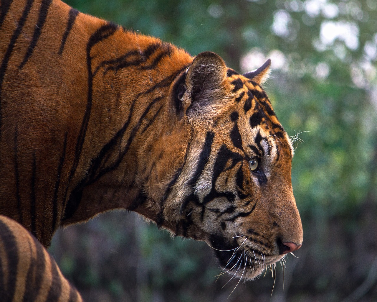 a close up of a tiger's face with trees in the background, pexels, sumatraism, profile view perspective, istock, walking towards the camera, highly detaild 4k