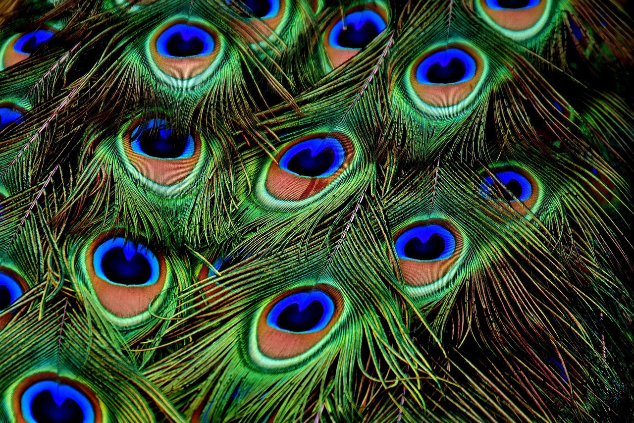a close up of a bunch of peacock feathers, by Sudip Roy, full of colour 8-w 1024, animal eyes, mobile wallpaper, symmetric!