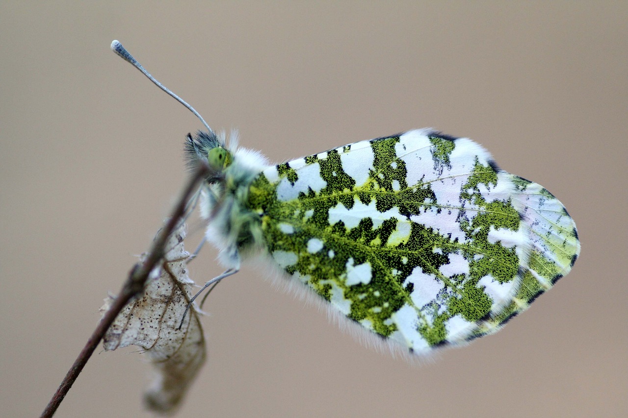 a close up of a butterfly on a twig, by Dave Allsop, flickr, lichen macro, green and white, camouflage scheme, lantern fly