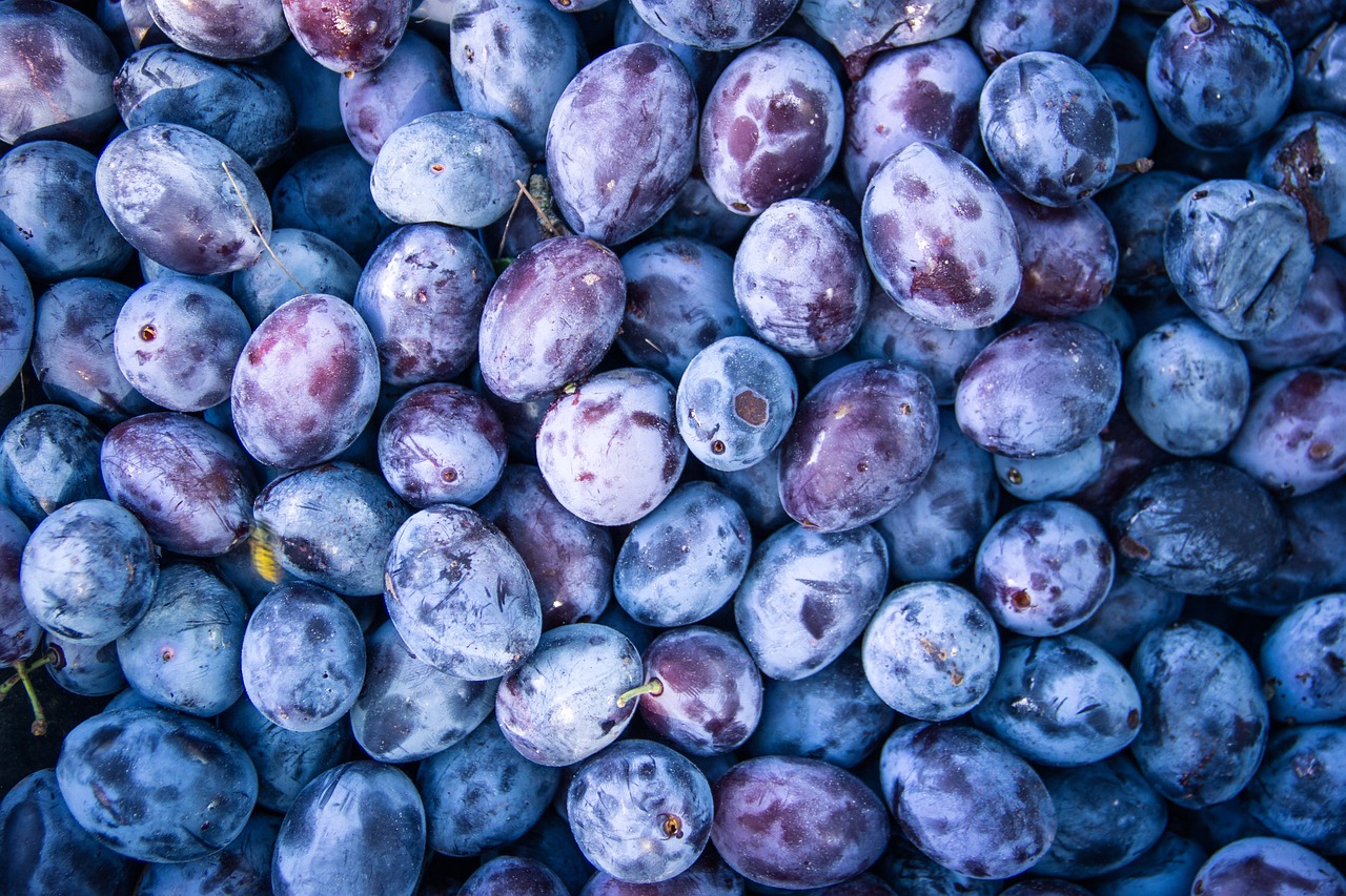 a close up of a bunch of plums, a stock photo, by Juan Giménez, pexels, shades of blue and grey, seen from straight above, professionally designed, 🦩🪐🐞👩🏻🦳