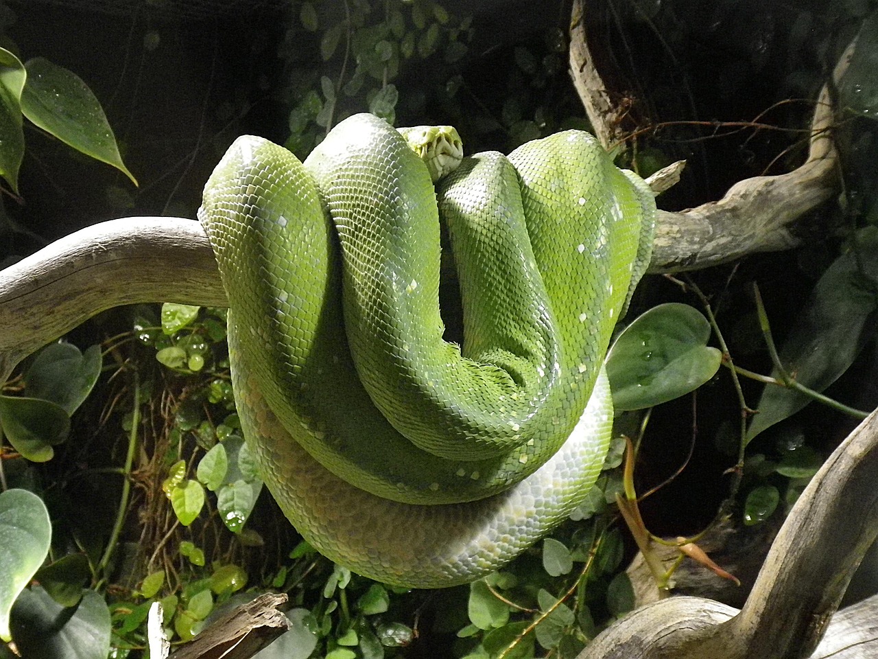 a close up of a snake on a tree branch, by Robert Brackman, flickr, pale green glow, giant coiling snake machine, scales covering her chest, various posed