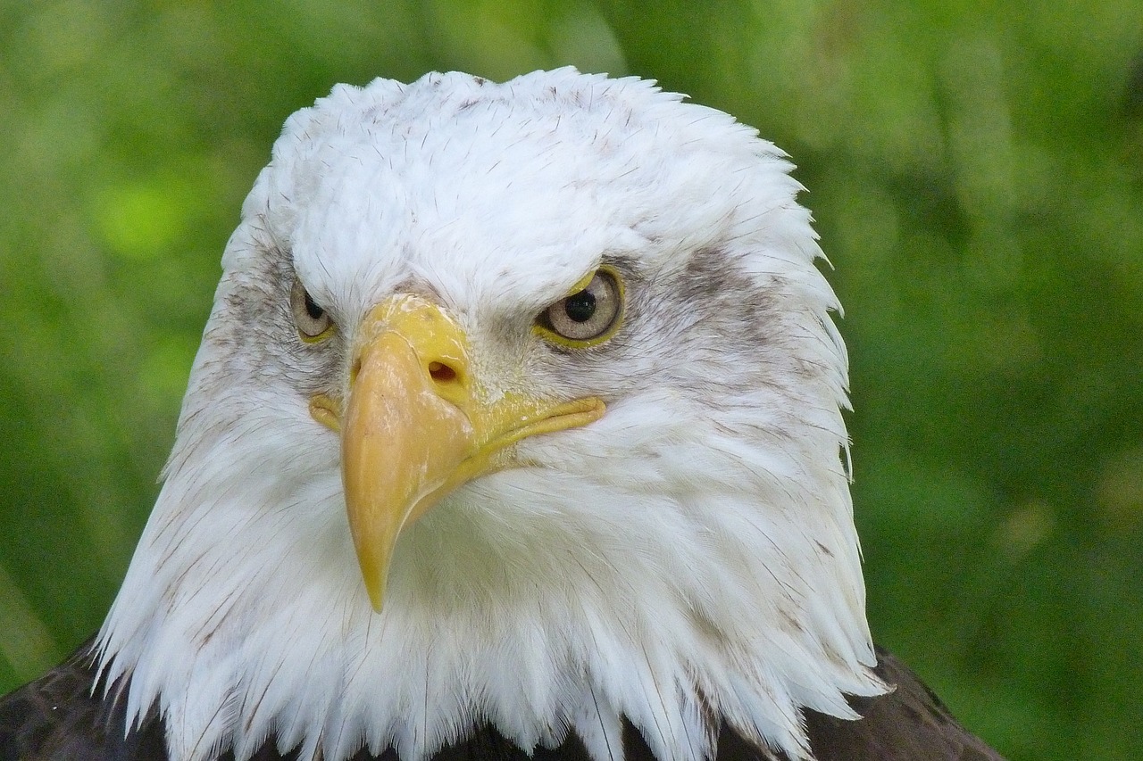 a close up of a bald eagle with a green background, a portrait, by Jan Rustem, pixabay, with a white muzzle, stern face, close up of face, over-the-shoulder shot