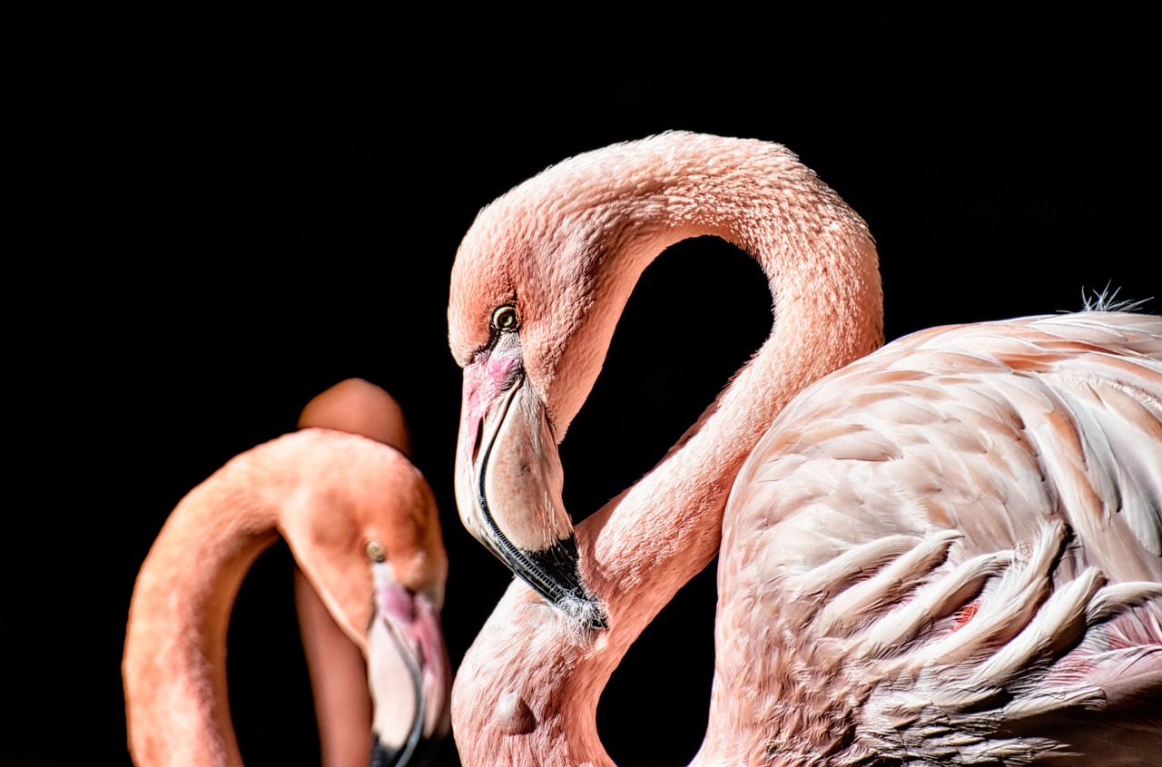 a couple of flamingos standing next to each other, a photo, by Anna Haifisch, pexels, photorealism, with a black background, high detail and high contrast, portrait of a pink gang, octa 8k