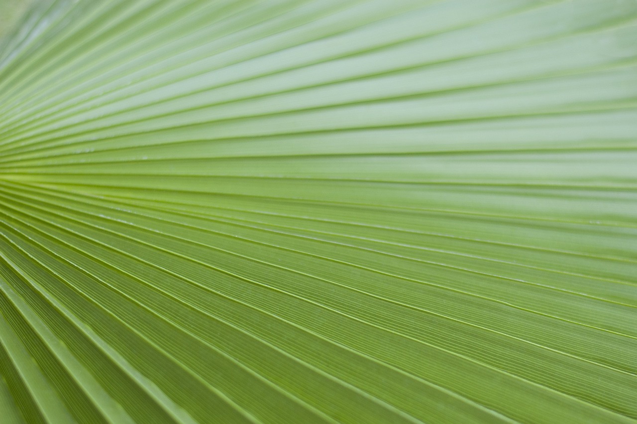 a close up of a green palm leaf, minimalism, high detail product photo