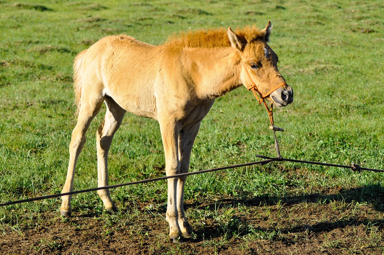 a brown horse standing on top of a lush green field, shutterstock, donkey riding a playground swing, harsh flash photo, gold, bay area