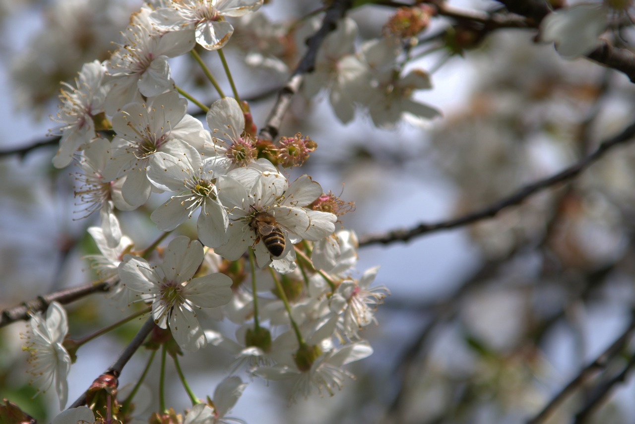 a bee sitting on top of a white flower, mingei, cherry blosom trees, 2 0 1 0 photo