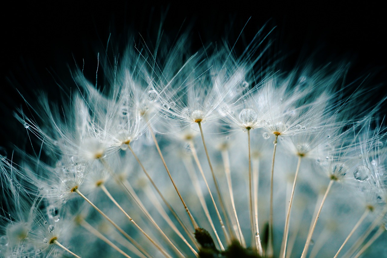 a close up of a dandelion with water droplets, by Andrew Domachowski, hurufiyya, wallpaper mobile, white feathers, each wish resign ’ d, hair fanned around