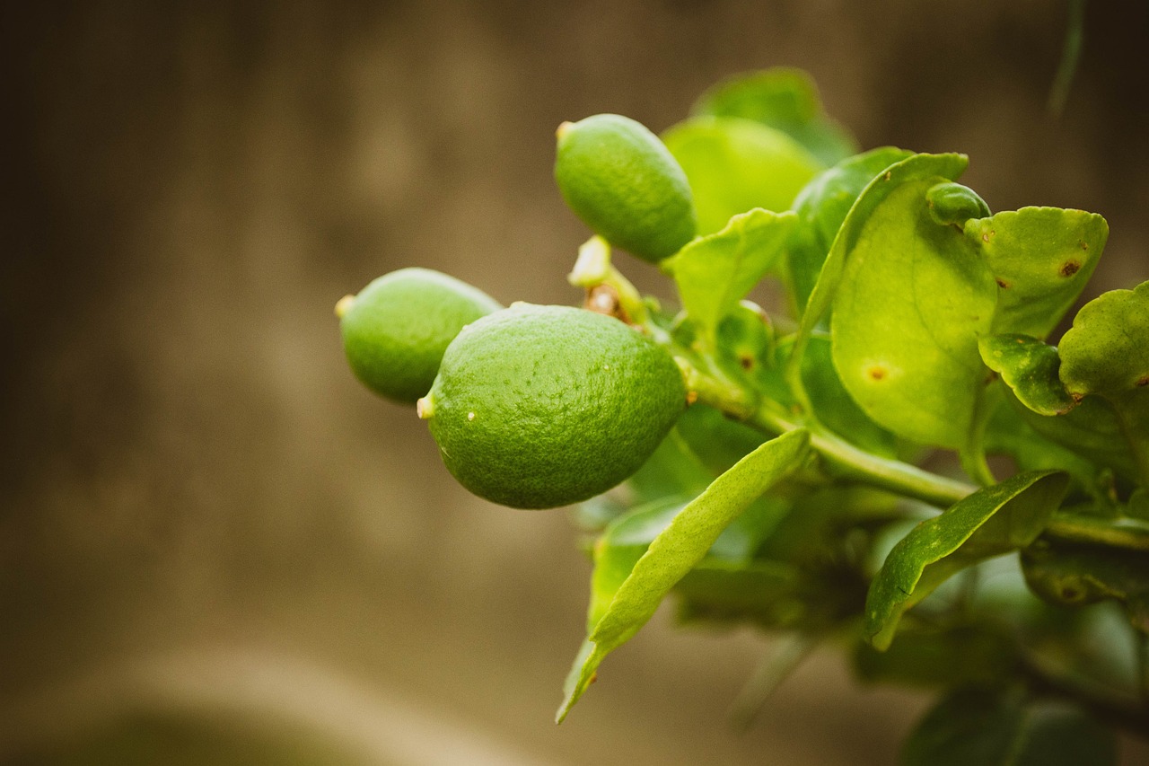 a close up of some green lemons on a tree, a picture, by Edward Corbett, focus on the foreground, close-up product photo, sprouting, salvia