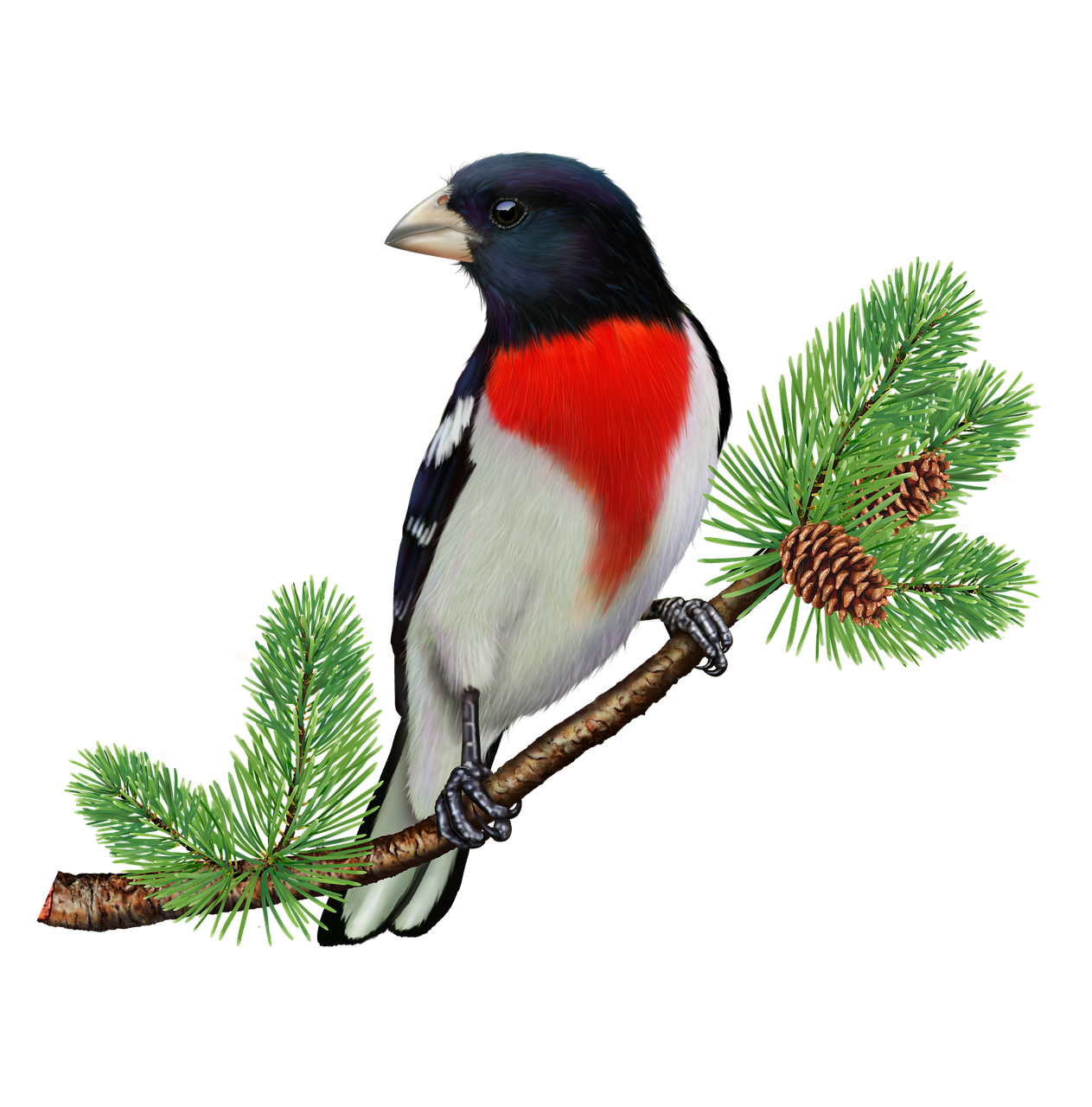 a bird perched on a branch of a pine tree, an illustration of, by Susan Heidi, shutterstock, red white black colors, detailed photoreal, colorful birds, on black background