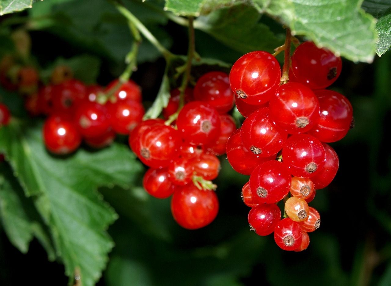 a close up of a bunch of red berries, selenar, avatar image, finnstark, mariel hemmingway