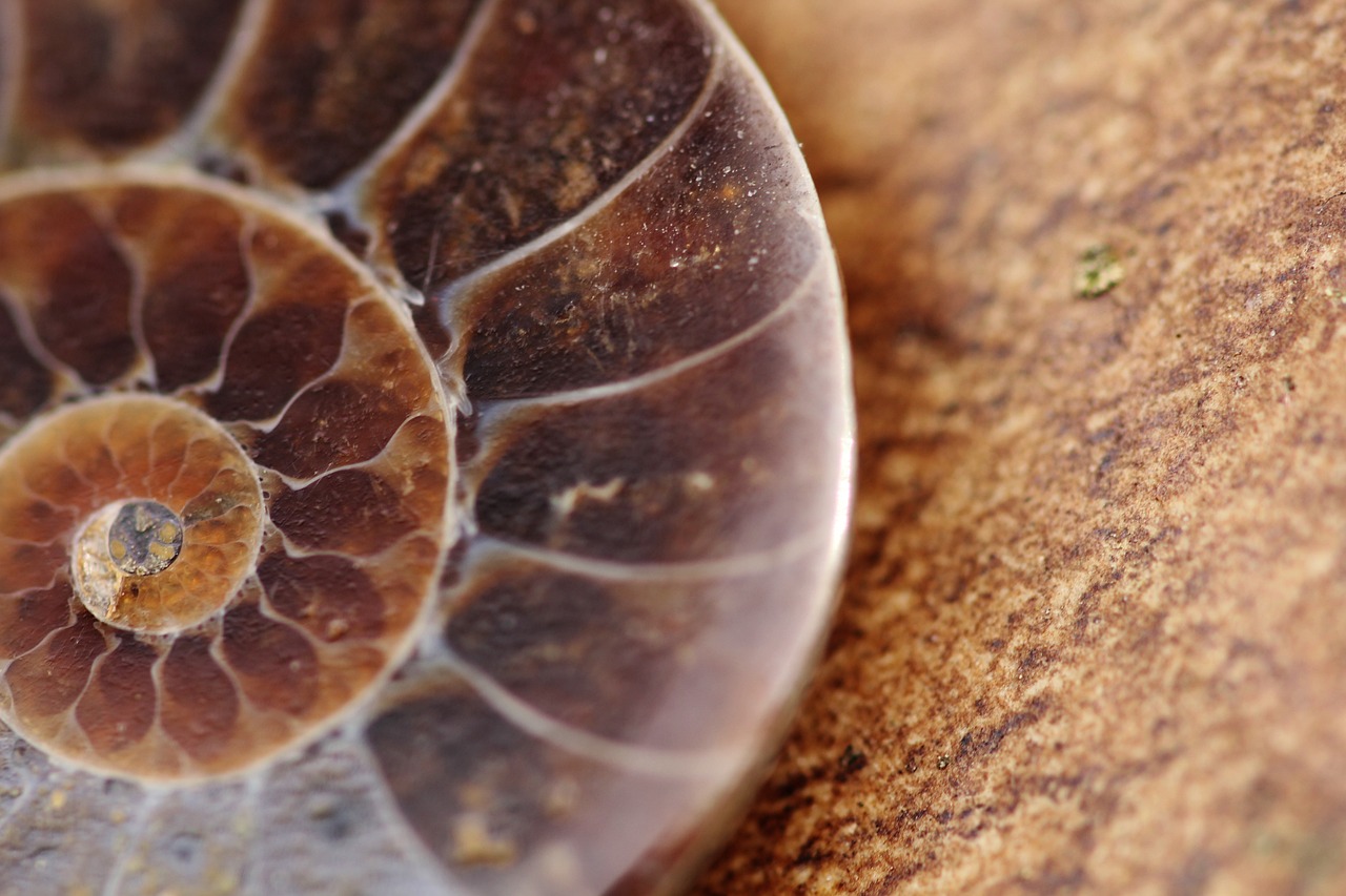 a close up of a shell on a table, a macro photograph, by Anna Haifisch, hurufiyya, ammonite, heartstone, well edited, circular