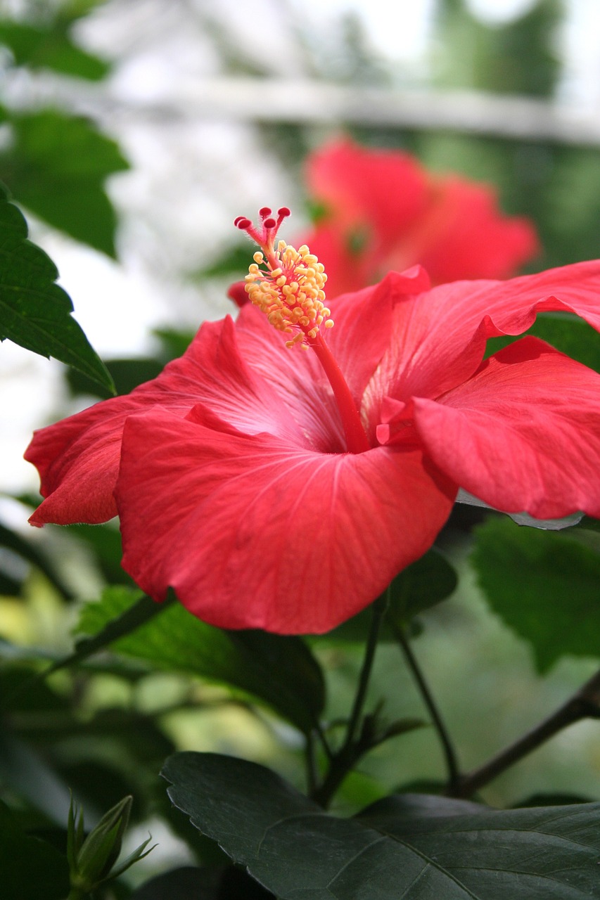 a close up of a red flower with green leaves, hurufiyya, hibiscus, istockphoto, beautiful flower, arbor