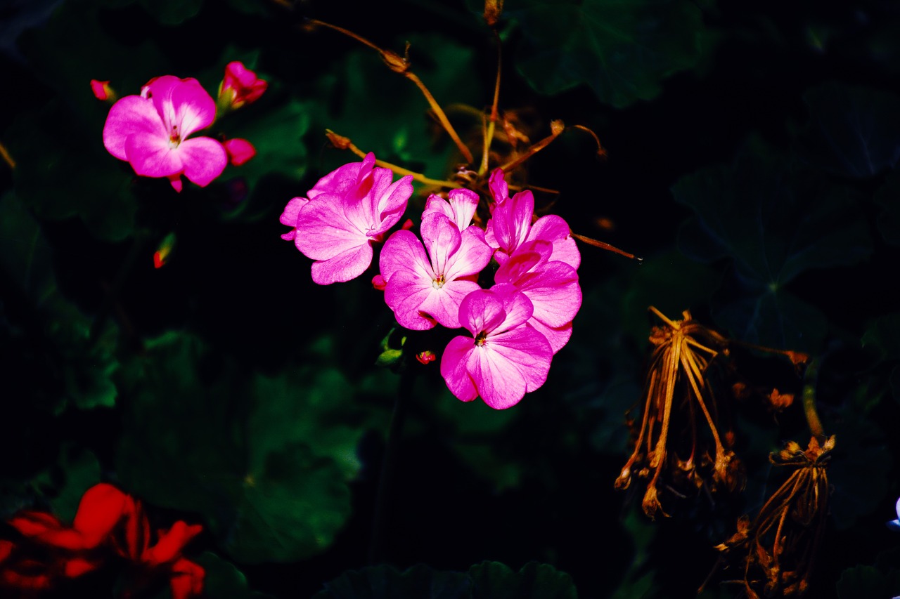 a close up of a bunch of pink flowers, a macro photograph, unsplash, romanticism, colorful high contrast hd, night color, shady look, flowers growing out of its head