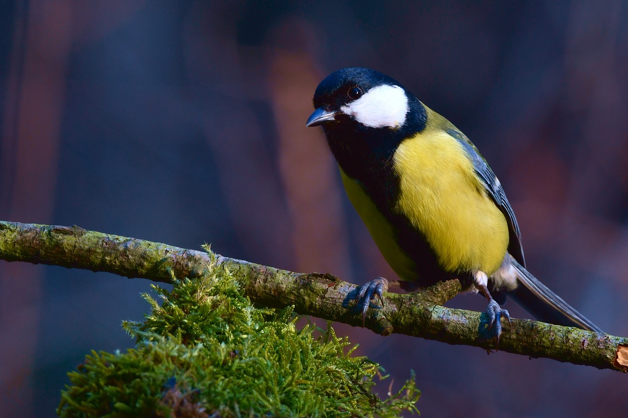 a small bird sitting on top of a tree branch, a macro photograph, pexels, naturalism, beautiful black blue yellow, moss, portait photo, style of titmouse animation
