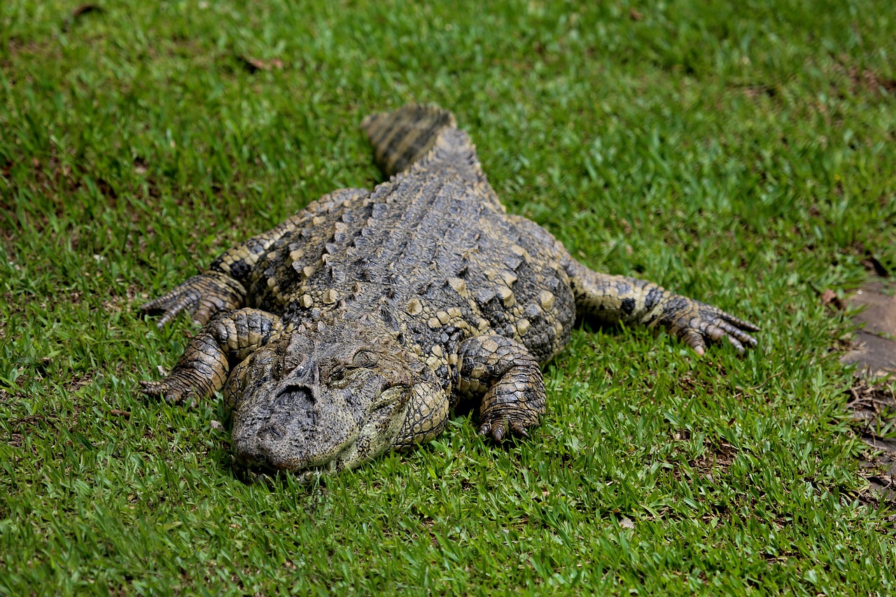 a large alligator laying on top of a lush green field, a picture, by Robert Brackman, shutterstock, malaysian, very sharp and detailed photo, very sharp photo, stock photo