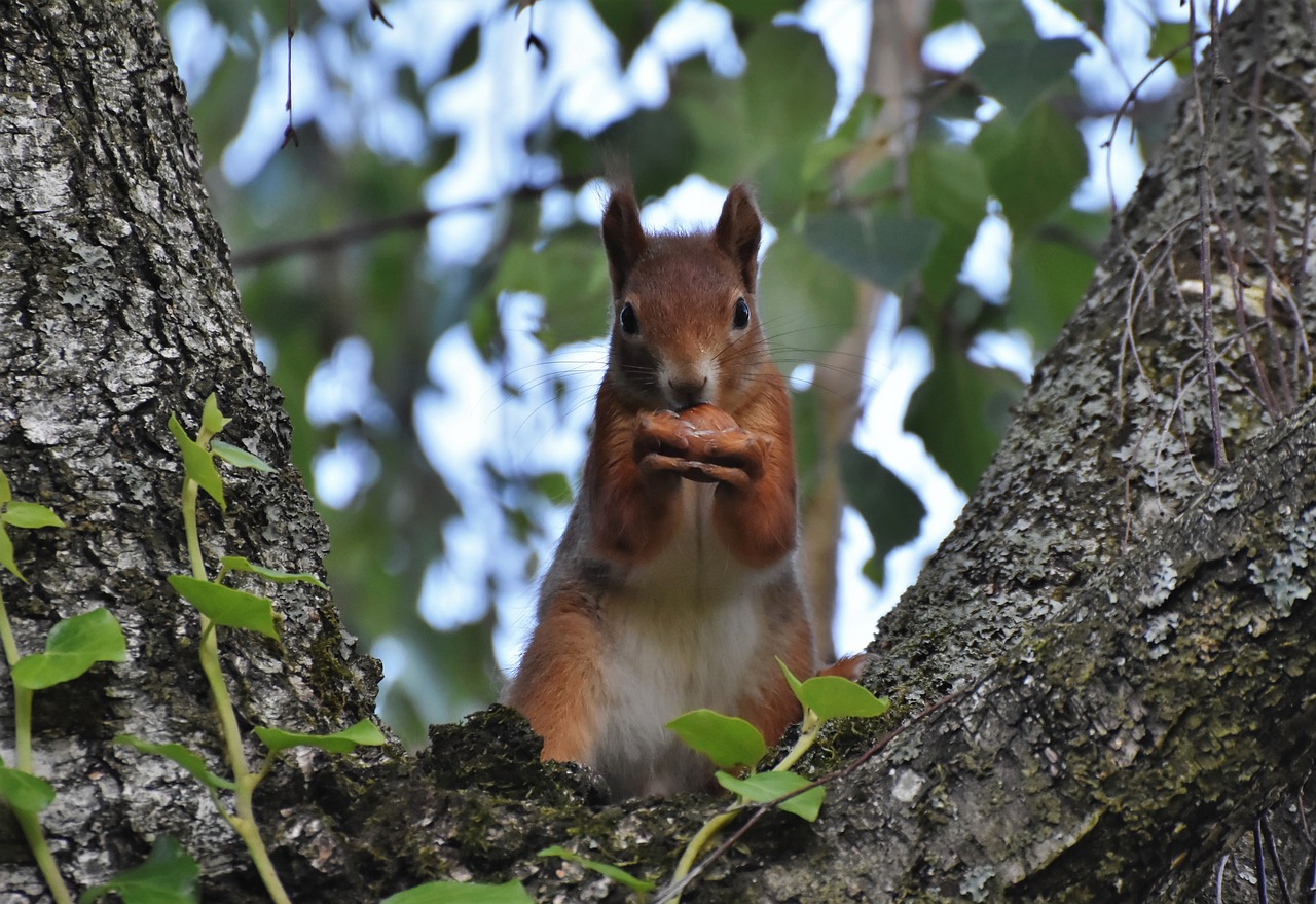 a squirrel sitting on top of a tree branch, a photo, by Robert Brackman, closeup at the food, anna podedworna, snacks, photo taken in 2018