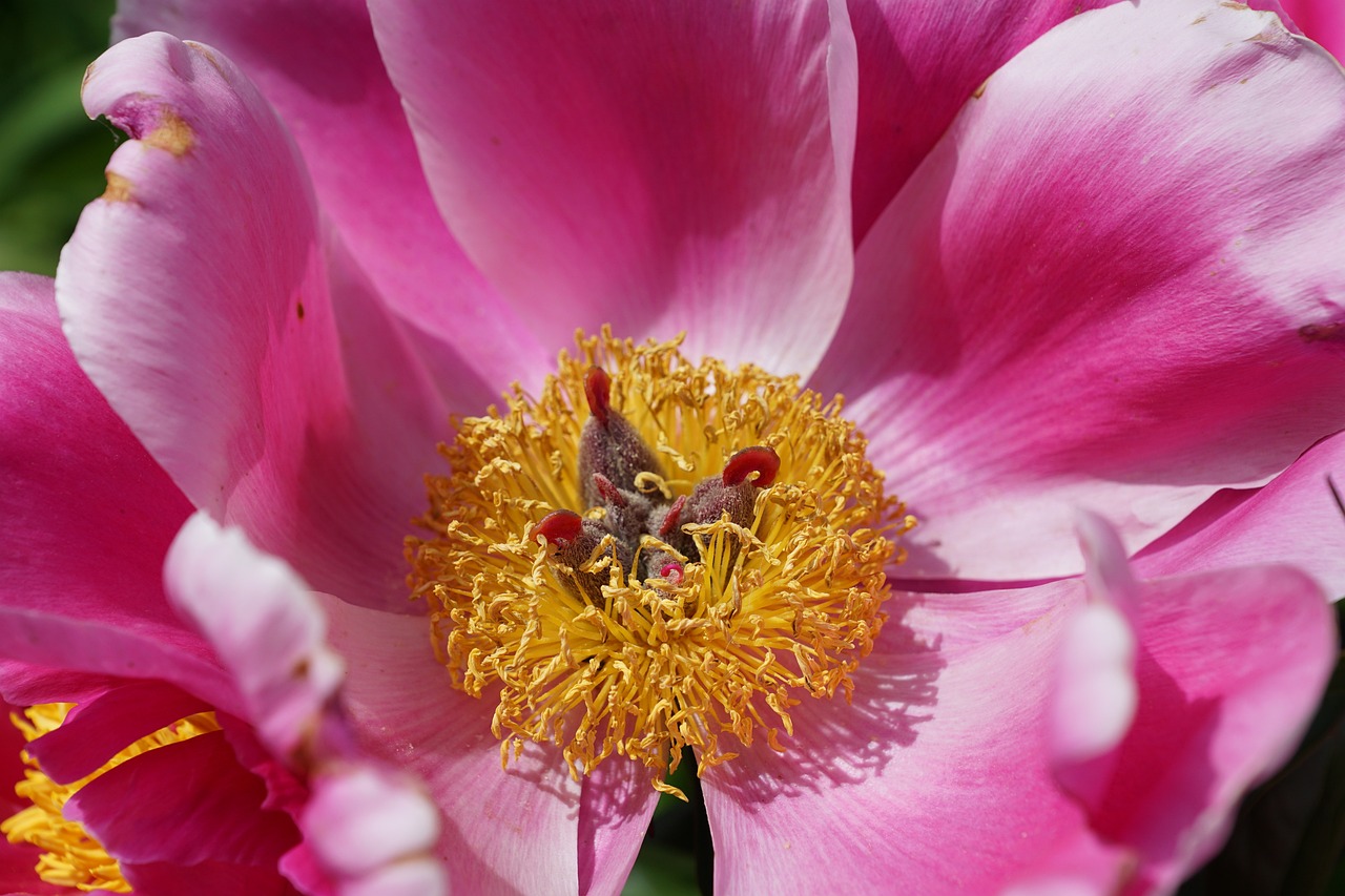 a close up of a pink flower with yellow stamen, by Erwin Bowien, hurufiyya, very very highly detailed, peony, lotuses, high res photo