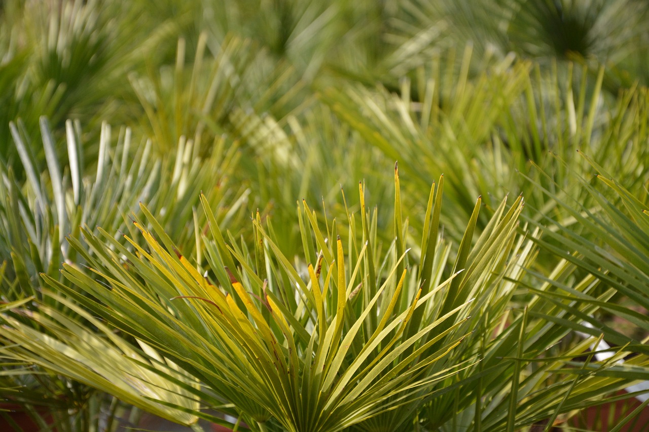 a close up of a bunch of palm trees, by Richard Carline, shutterstock, hurufiyya, lush garden leaves and flowers, no foliage, close up of lain iwakura, new mexico