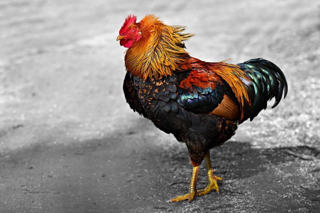 a close up of a rooster on a street, a photo, by Jan Rustem, shutterstock contest winner, black and gold rich color, realistic paint job, on a gray background, malaysian
