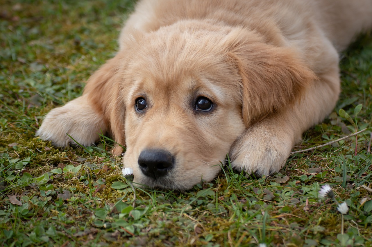 a close up of a dog laying in the grass, by Paul Davis, pixabay, photorealism, slightly golden, worried, closeup of an adorable, a blond