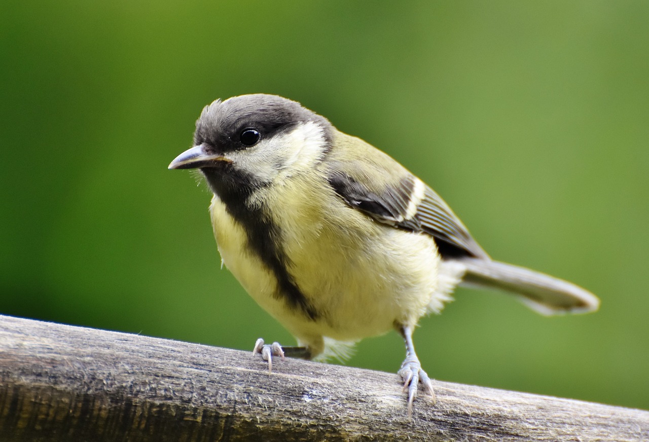 a small bird sitting on top of a wooden stick, by Maksimilijan Vanka, pexels, bauhaus, painted pale yellow and green, looking at camera!!!, loosely cropped, high quality upload