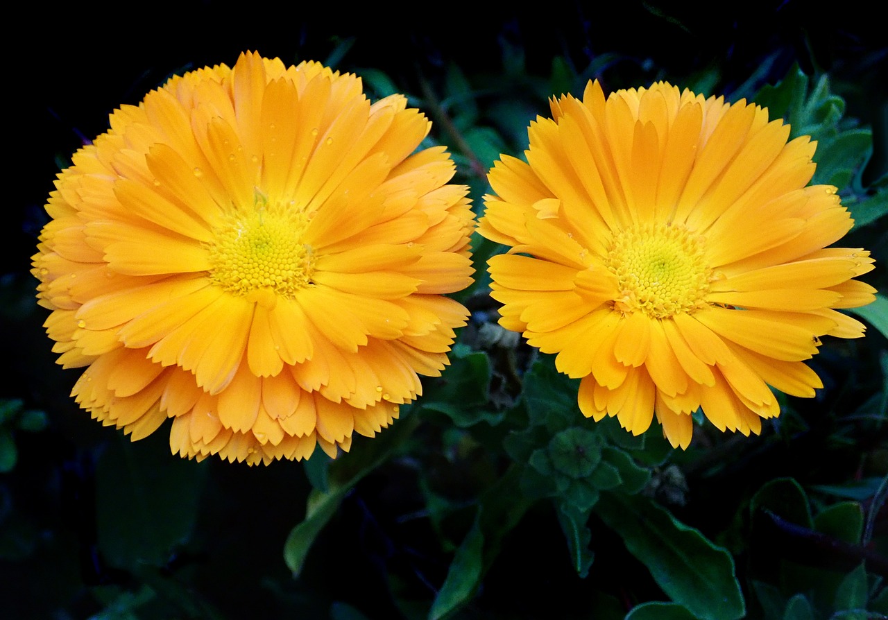 a couple of yellow flowers sitting next to each other, a portrait, by Jan Rustem, colors orange, high detailed photography result, just after rain, ari aster