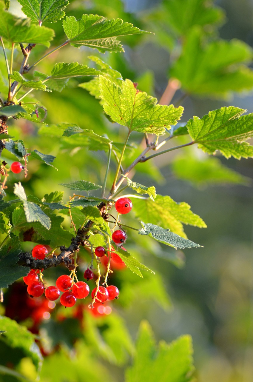 a close up of a bunch of berries on a tree, by Karl Völker, romanticism, istockphoto, birch, green and red plants, wide screenshot