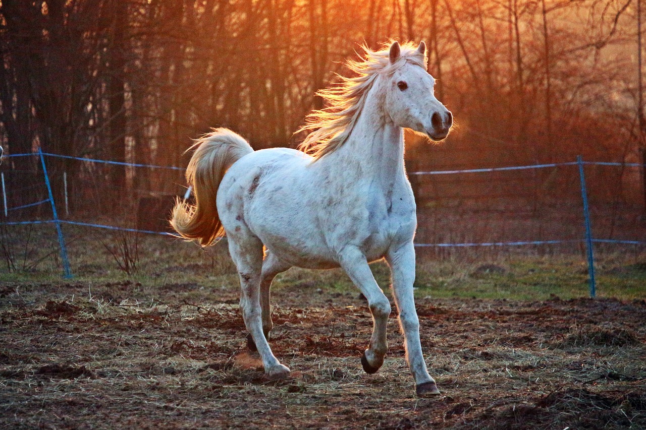 a white horse running in a field at sunset, pixabay contest winner, arabesque, bright dappled golden sunlight, silver hair (ponytail), 👰 🏇 ❌ 🍃, long mane