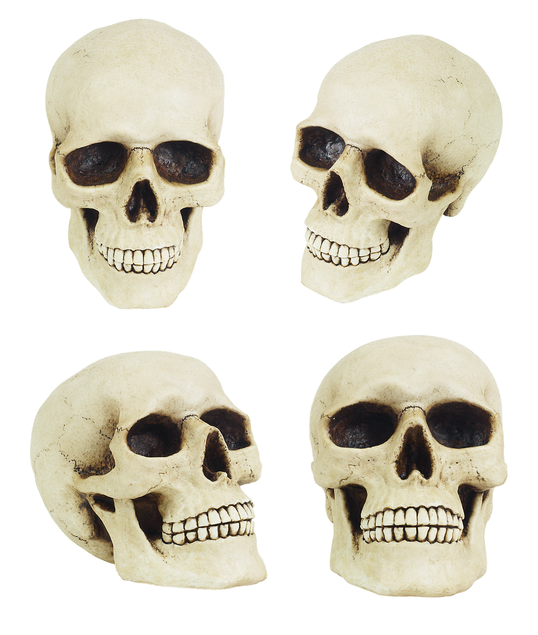 a group of four skulls sitting next to each other, high detail product photo, detailed picture, foam, low detailed