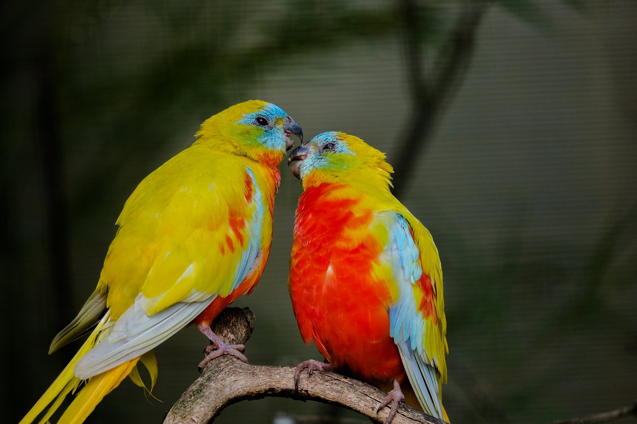 a couple of colorful birds sitting on top of a tree branch, a photo, by Peter Churcher, shutterstock, lovely kiss, real picture taken in zoo, in a colorful tent, flash photo