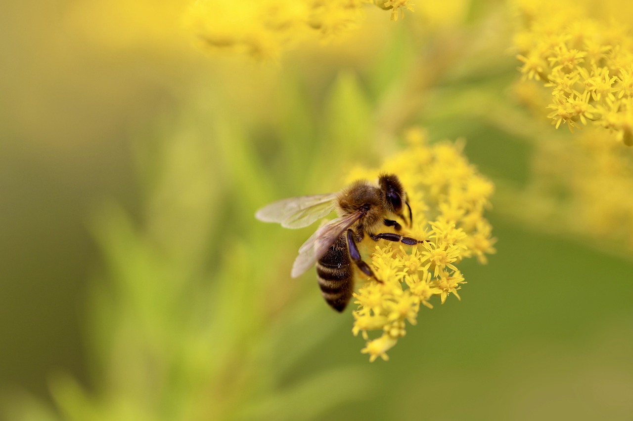 a close up of a bee on a flower, a picture, by Erwin Bowien, shutterstock, yellow colours, goat, halogen, stock photo