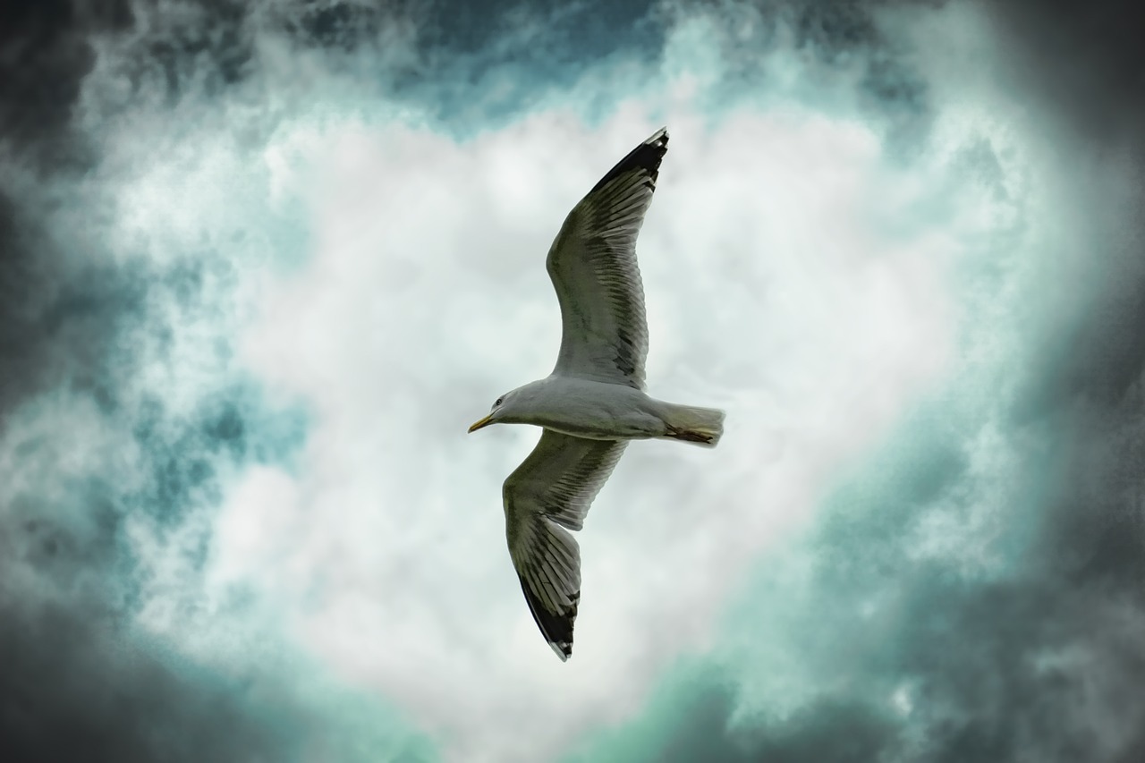 a seagull flying through a cloudy sky, romanticism, heart, centered in the frame, watch photo