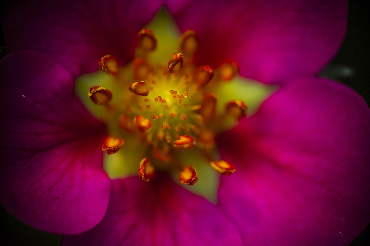 a close up of a pink flower with yellow stamen, a macro photograph, by Etienne Delessert, art photography, some red and purple and yellow, elaborated depth of field, center of the universe, rich deep vivid colours