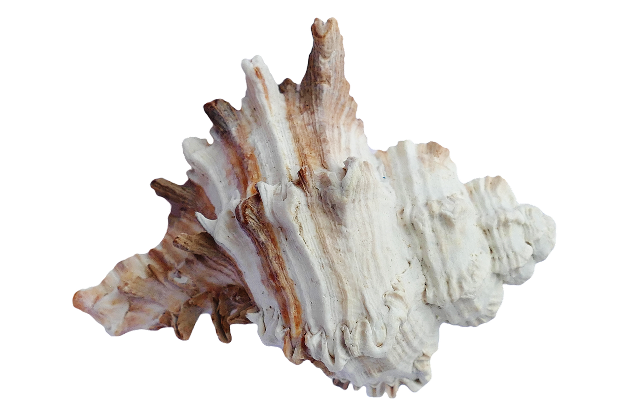 a close up of a shell on a black background, highly detailed product photo, driftwood, albino mystic, white background