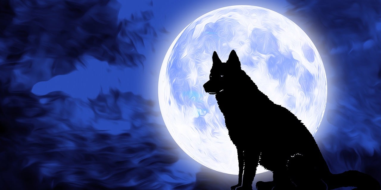 a black dog sitting in front of a full moon, inspired by Wolf Huber, pixabay, furry art, blue glow, 3 0 0, silver, hecate