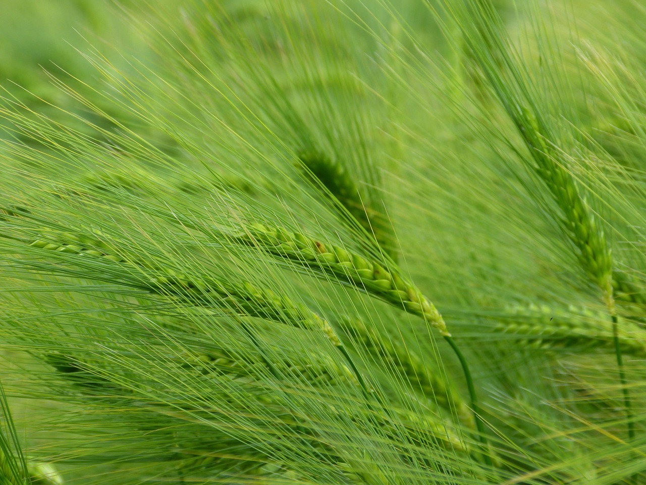 a close up of a field of green grass, by Erwin Bowien, hurufiyya, malt, ears, cascade, beautiful texture