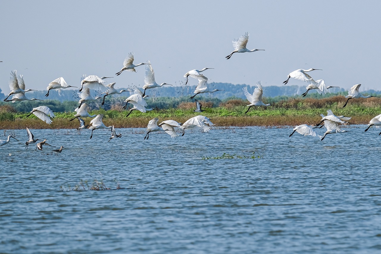 a flock of birds flying over a body of water, a stock photo, flickr, japanese crane bird in center, cambodia, 3 / 4 extra - wide shot, greg rutwoski