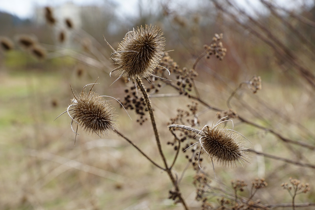 a close up of a plant in a field, naturalism, pods, thick brush, dead, rule of three