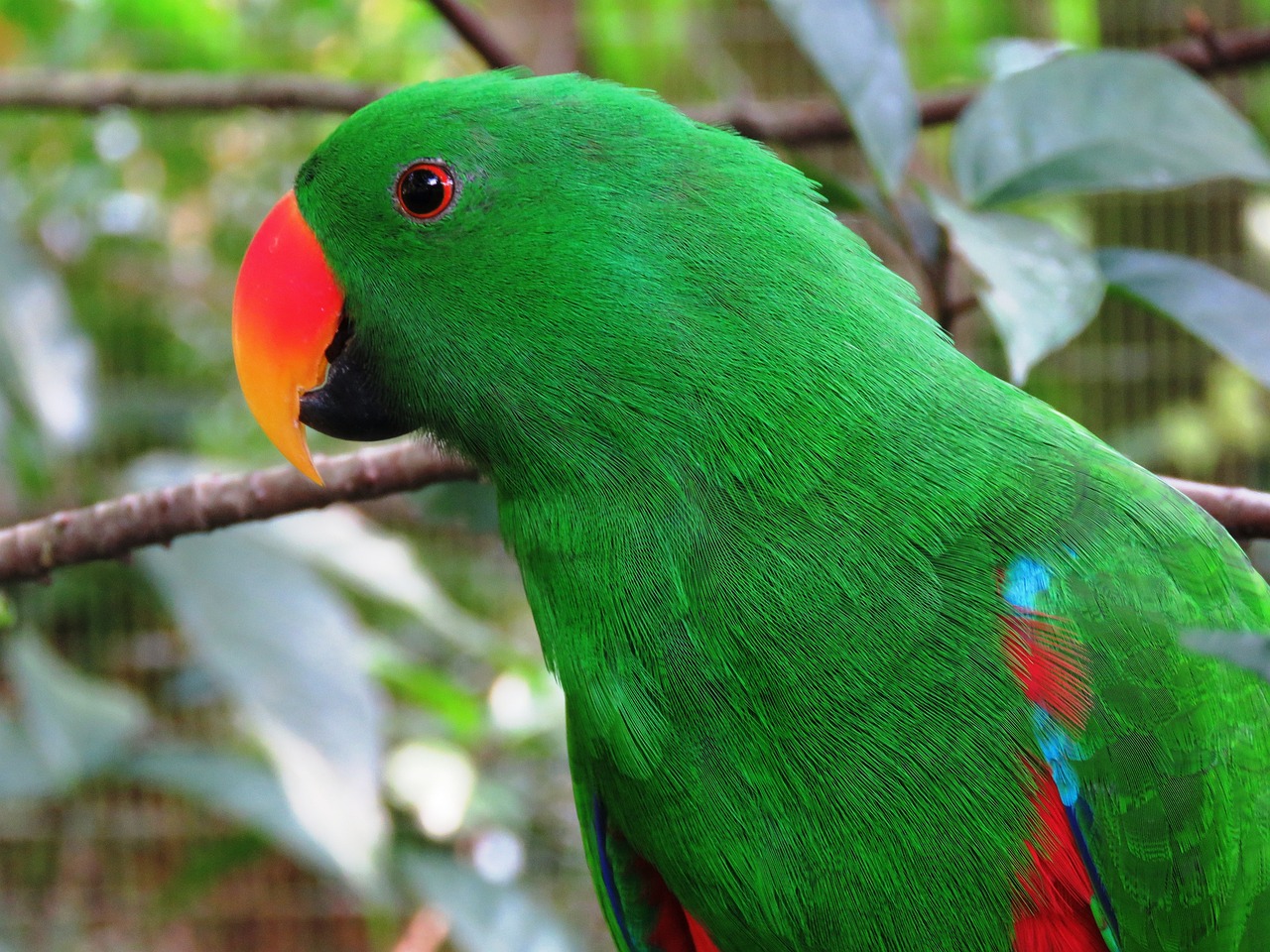 a green parrot sitting on top of a tree branch, a portrait, bright green dark orange, vibrant red and green colours, rounded beak, glossy flecks of iridescence