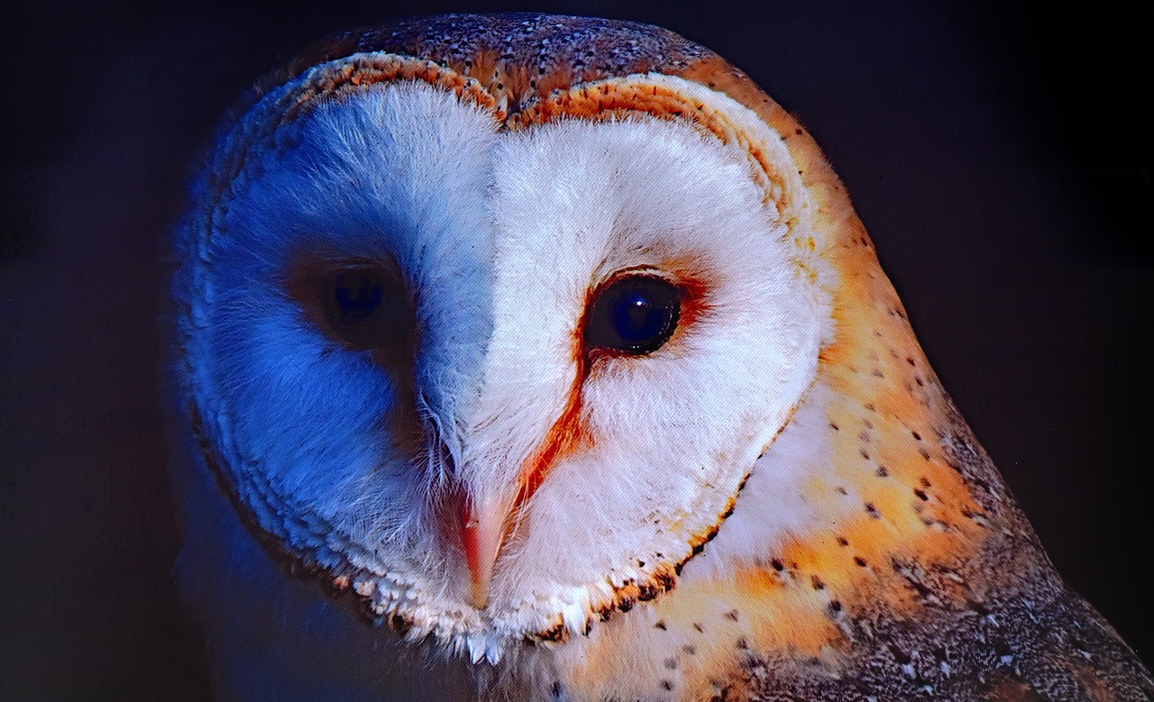 a close up of a barn owl's face, a macro photograph, trending on pixabay, photorealism, vibrant vivid colors, photo taken at night, istock, post processed denoised