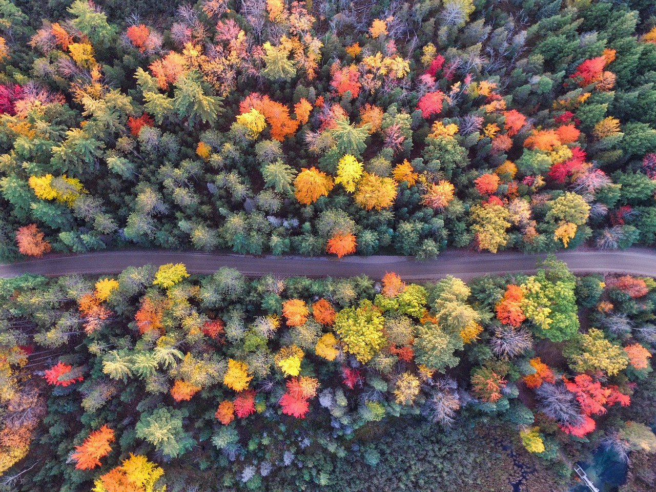 an aerial view of a road surrounded by trees, by Whitney Sherman, pexels, color field, leaves in the air, quebec, full of colorful vegetation, looking down at the forest floor