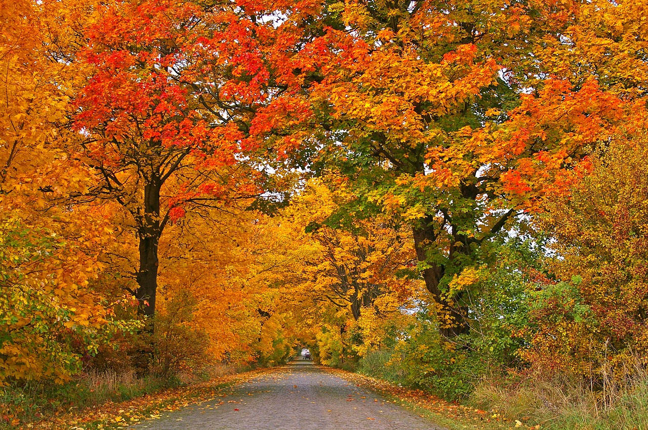 a red fire hydrant sitting on the side of a road, by Istvan Banyai, fine art, autumn colour oak trees, 1811, michigan, trees!!