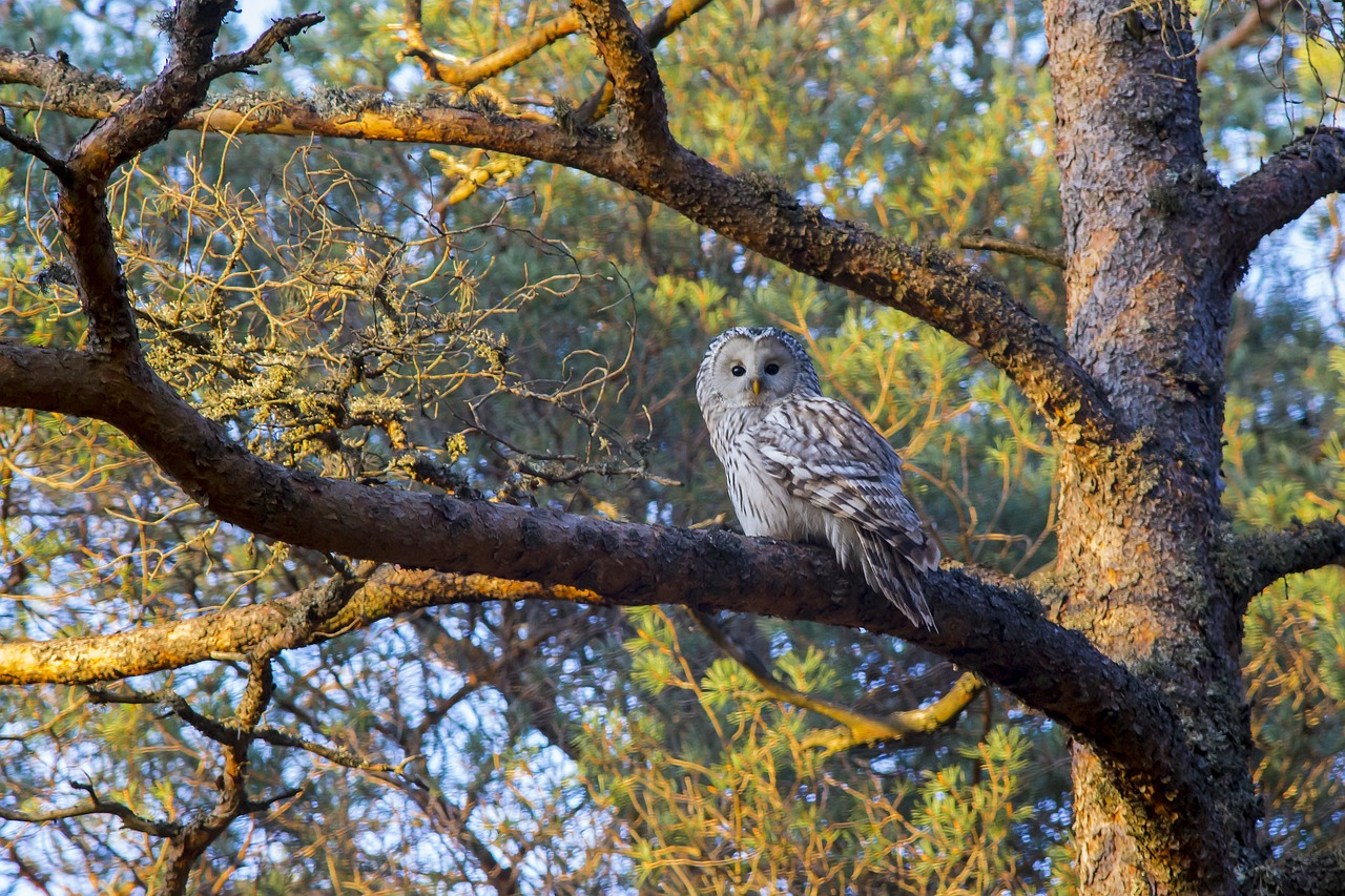 a large owl sitting on top of a tree branch, shutterstock, cinematic morning light, silver haired, high quality photos, full subject shown in photo