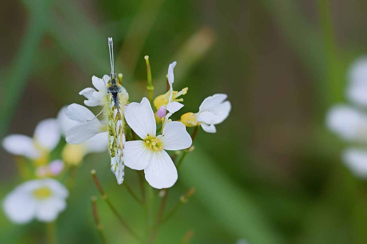 a close up of a flower with a bug on it, hurufiyya, dressed a long white, (((dragonfly))), high res photo, 中 元 节