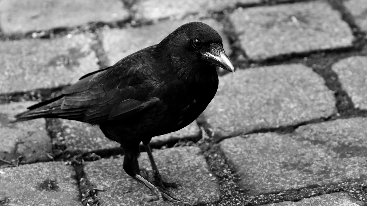 a black bird standing on a brick walkway, a black and white photo, unsplash, renaissance, black shiny eyes, maurits cornelis, animals in the streets, inquisitive. detailed expression