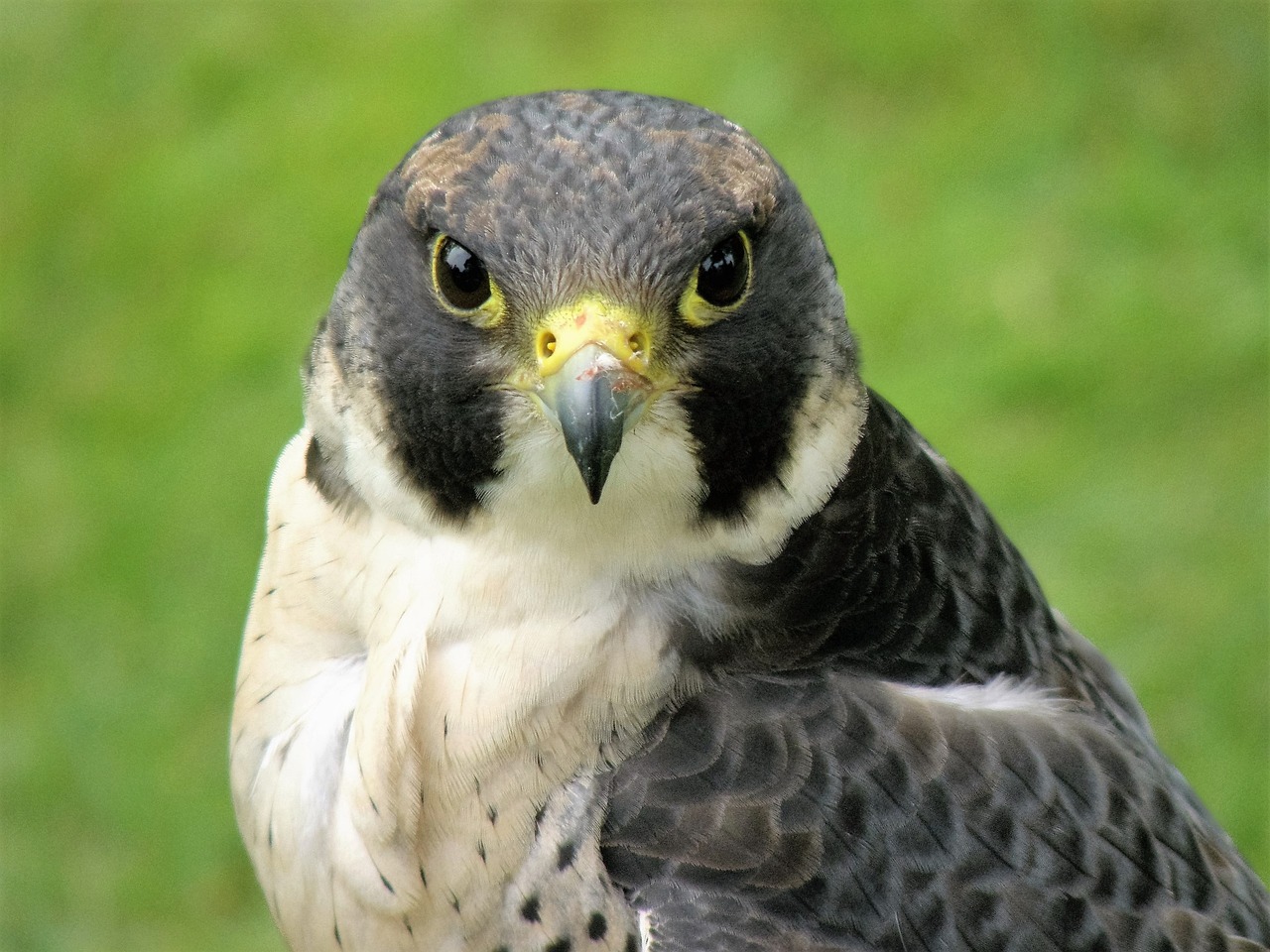 a close up of a bird of prey, a picture, by Robert Brackman, falcon bird face, looking cute, with a pointed chin, full round face!