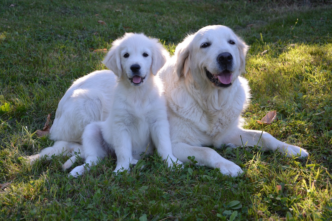 two large white dogs laying in the grass, the next generation, shiny gold, happy family, the photo shows a large